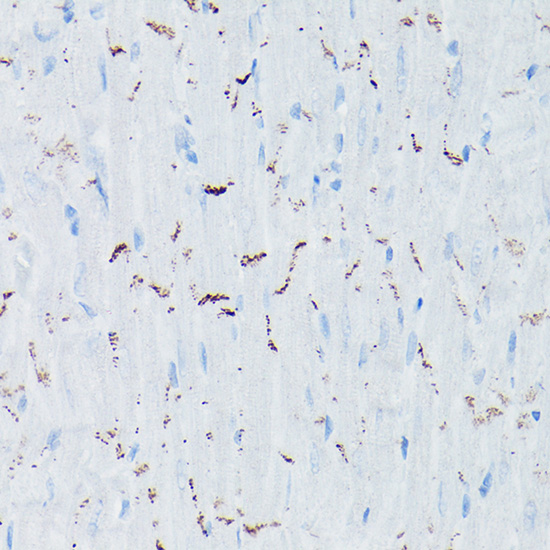 A0432_IHC_01_(1079731).jpg