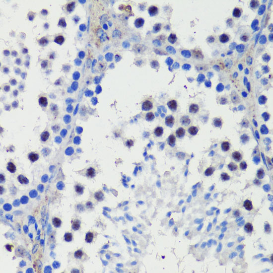 A16673_IHC_03_(900005).jpg